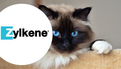 Testez gratuitement le complément alimentaire pour chats de Zylkène