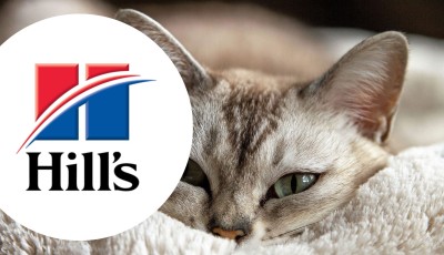 Testez gratuitement la Fresh Box Hill’s pour chat