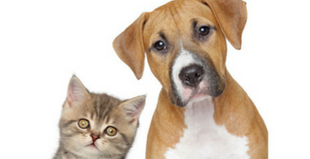 Recevez gratuitement le kit Vacances pas Bêtes