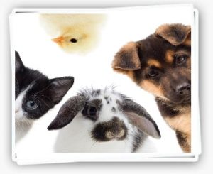 Recevez gratuitement un sticker Animal à bord