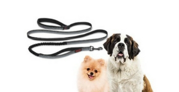 Testez gratuitement la laisse All in One HALTI pour chien