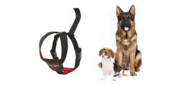 Testez gratuitement le harnais de sécurité auto Car safe CLIX