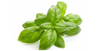 Recevez gratuitement un échantillon de semis de basilic