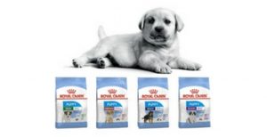 Testez gratuitement un mois d\'alimentation Royal Canin Puppy avec votre chiot