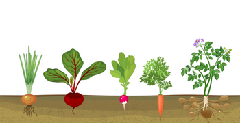 Peut-on réellement faire des économies avec un potager ?