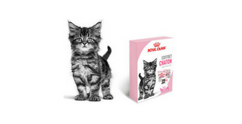 Testez gratuitement le coffret chaton de Royal Canin