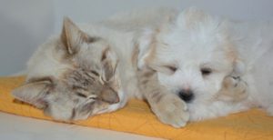 Comment faire garder vos animaux à moindre coût pendant vos vacances ?