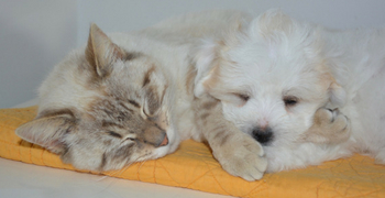 Comment faire garder vos animaux à moindre coût pendant vos vacances ?