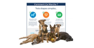 Testez gratuitement le kit ADN pour chiens Wisdom Panel