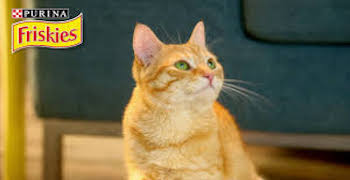 Tentez de recevoir un pack gratuit de croquettes pour chat stérilisé Friskies