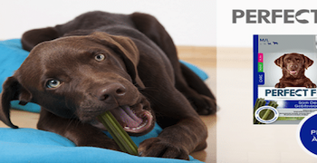 Tentez de recevoir gratuitement un bâtonnet à mâcher Perfect Fit pour votre chien