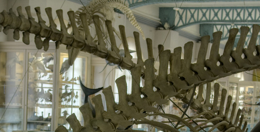 Nocturne au musée d’Histoire naturelle de Lille gratuite!