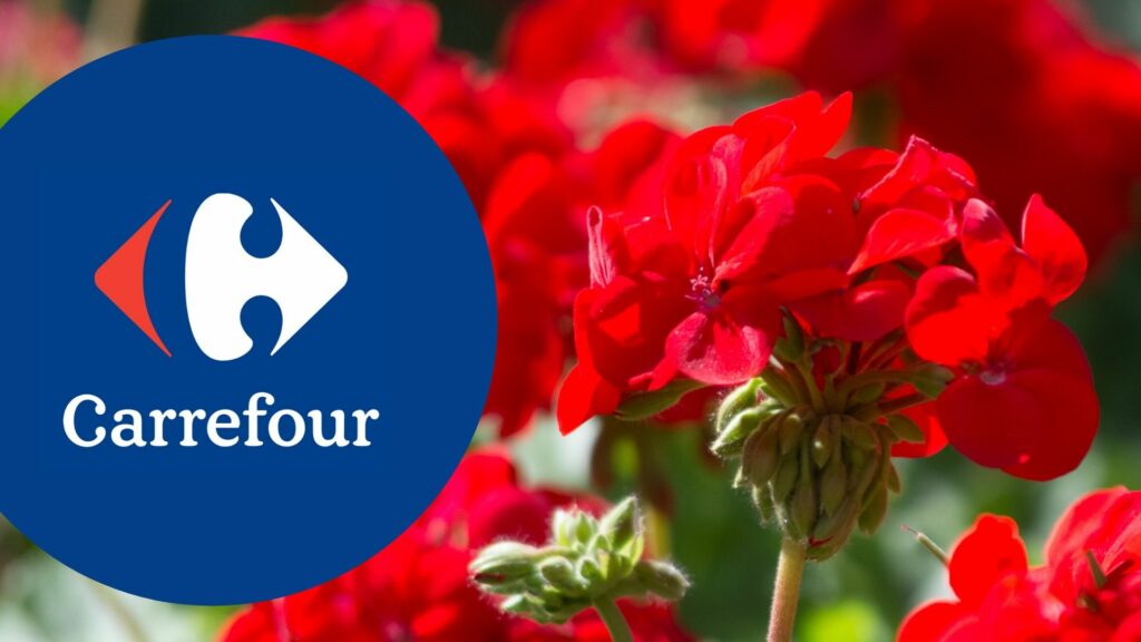 Bon plan Carrefour : - 50% sur la 2ème barquette de géranium