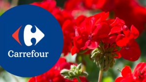 Bon plan Carrefour : - 50% sur la 2ème barquette de géranium